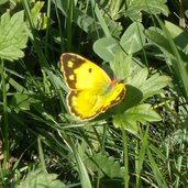 schmetterling gelbling oder postillion