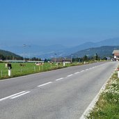 sonnenstrasse bei pfalzen rinder