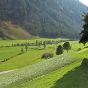 Rein in Taufers Wiesen Umgebung Dorfeingang