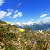 fruehling schwefel anemonen