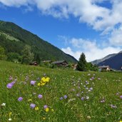 blumenwiesen bei weitental