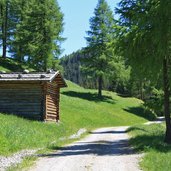 Frondeigen bei pichl gsies colle gasies bosco lariceto frondeigen