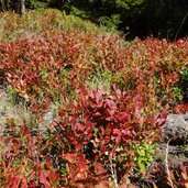 herbst heidelbeeren faerbung bei goenneralm