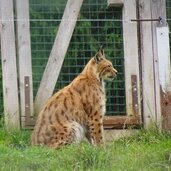 gustav mahler wildpark toblach luchs