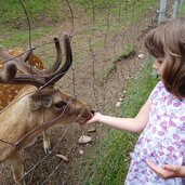 gustav mahler wildpark toblach hirsch fuetterung