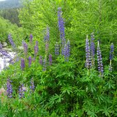 Lupine Pflanze