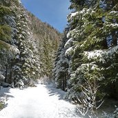 schnee winterwald nadelbaeume