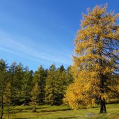 laerchenwiesen bei spinges weg nr