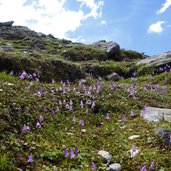 alpengloeckchen soldanellen