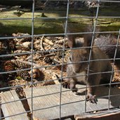 tierpark toblach