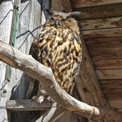 tierpark toblach