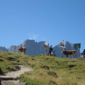 radfahrer und kuehe am kreuzkofeljoch bei schlueter huette