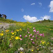 weg von gadein zum thurntaler gipfel