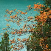 Naturlehrpfad Antholzer See lago anterselva autunno