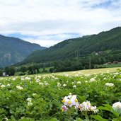 pustertaler kartoffelacker bei bruneck