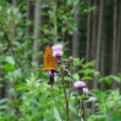 schmetterling natur