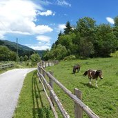 radweg kiens vintl pferde pony ciclabile e cavalli chienes pusteria