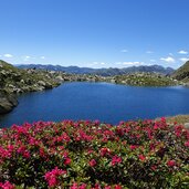 schreinsee und alpenrosen