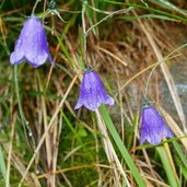 glockenblumen wassertropfen