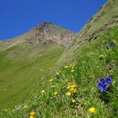 weg zu steinbergscharte blumen