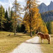 Inizio del Sentiero a Passo Tre Croci