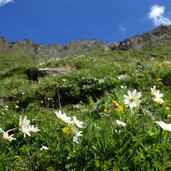 anemonen wiesen tschiffernaunalm