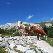 kuh kuehe bei sennes am weg nr