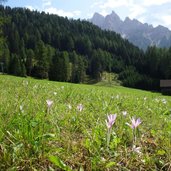 altprags herbst wiesen und duerrenstein