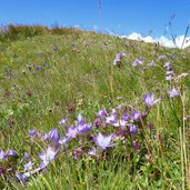 enziane am karnischen hoehenweg