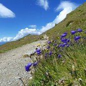 karnischer hoehenweg glockeblumen