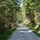 sentiero forestale valgrande di comelico collegamento passo monte croce
