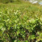 heidelbeeren schwarzbeeren