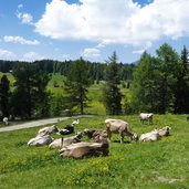 C kuehe weiden bei roner huette rodenecker luesner alm