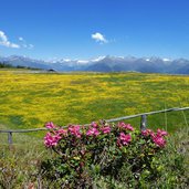 rodeneckeralm luesneralm blumenwiesen landschaft mit alpenrosen