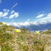 fruehling schwefel anemonen