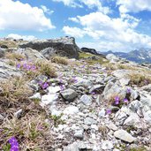 sonnklar nock panoramaweg speikboden felsenprimeln