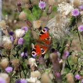 tagpfauenauge schmetterling