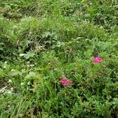 alpenrose und sumpfherzblatt