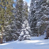 winter wald am weg a gsiesertal richtung uwaldalm