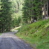 forstweg zur kamelisenalm