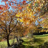 weg von st martin hofern nach kiens herbst wiesen