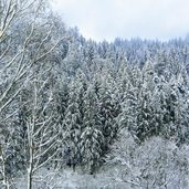 winter wald bei luttach