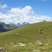 kuehe bei oewelenke