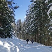 forstweg pertinger alm rodelbahn