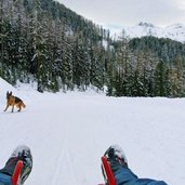 abfahrt auf rodelbahn speikboden winter hund