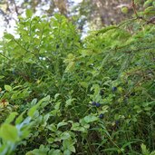 waldboden unterhalb leckfeldalm