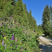 gueterweg leckfeldalm radroute smt