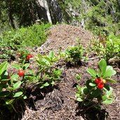 wald preiselbeeren