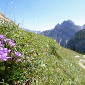 enzian bei hochalpe gruenwaldtal