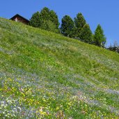 blumenwiese bei walder alm